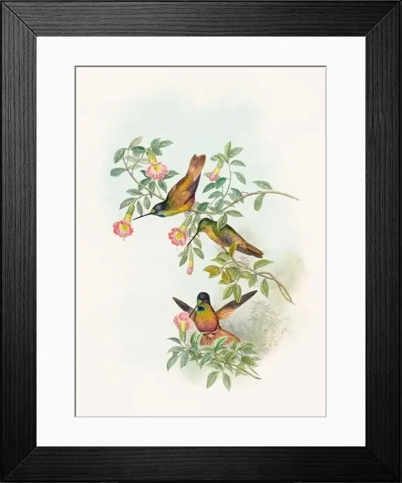 Framed Print : Antique Hummingbird illustration by John Gould – circa 1861 - (Melianthea Eos) Framed Print : Antique Hummingbird illustration by John Gould – circa 1861 - (Melianthea Eos)
