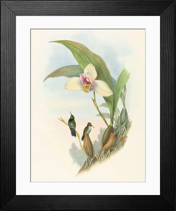Framed Print : Antique Hummingbird illustration by John Gould – circa 1861 - (Myabeillia-Typica)