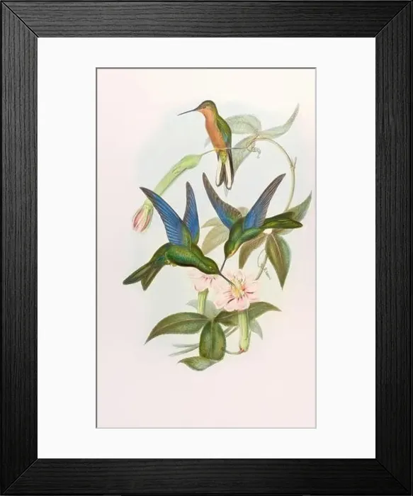 Framed Print : Antique Hummingbird illustration by John Gould – circa 1861 - (Pterophamtes Temmincki) Framed Print : Antique Hummingbird illustration by John Gould – circa 1861 - (Pterophamtes Temmincki)