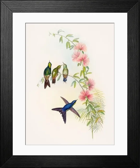 Framed Print : Antique Hummingbird illustration by John Gould – circa 1861 - (Ramphomicron Microrhyncha) Framed Print : Antique Hummingbird illustration by John Gould – circa 1861 - (Ramphomicron Microrhyncha)