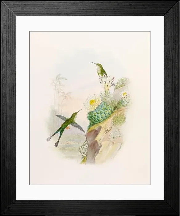 Framed Print : Antique Hummingbird illustration by John Gould – circa 1861 - (Spathura Scissiura) Framed Print : Antique Hummingbird illustration by John Gould – circa 1861 - (Spathura Scissiura)