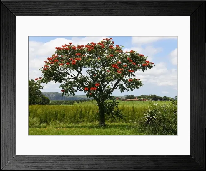 Framed Print : View at a agricultural field on Oribi gorge near Port Shepstone in South Africa Framed Print : View at a agricultural field on Oribi gorge near Port Shepstone in South Africa