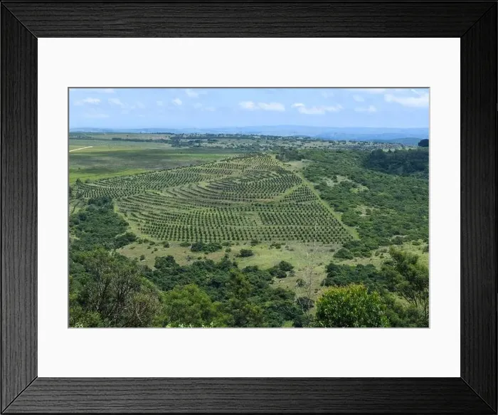 Framed Print : Drone view at a agricultural field on Oribi gorge near Port Shepstone in South Africa Framed Print : Drone view at a agricultural field on Oribi gorge near Port Shepstone in South Africa