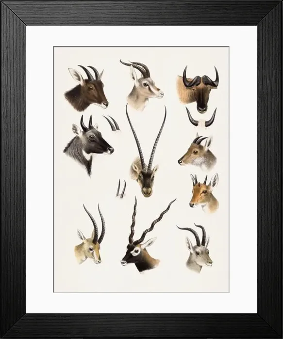 Framed Print : Antelopes and gazelles. Antique Animal illustration. Beatiful animals of India, Burma and Tibet Framed Print : Antelopes and gazelles. Antique Animal illustration. Beatiful animals of India, Burma and Tibet