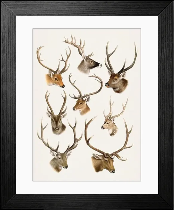 Framed Print : Deers. Antique Animal illustration. Beatiful animals of India, Burma and Tibet Framed Print : Deers. Antique Animal illustration. Beatiful animals of India, Burma and Tibet