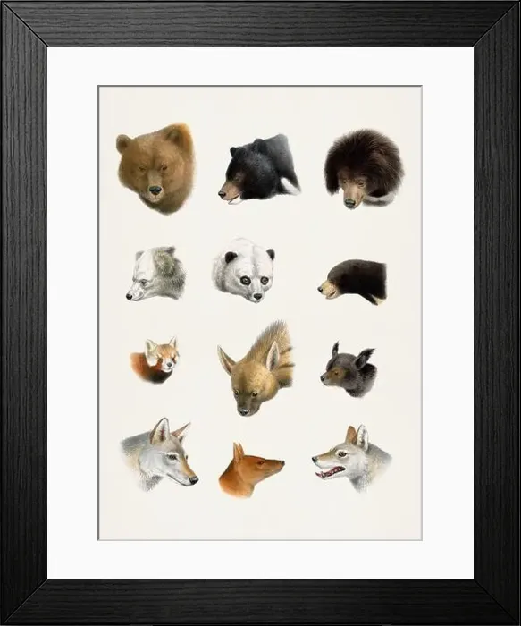 Framed Print : Antique Animal illustration. Beatiful animals of India, Burma and Tibet Framed Print : Antique Animal illustration. Beatiful animals of India, Burma and Tibet