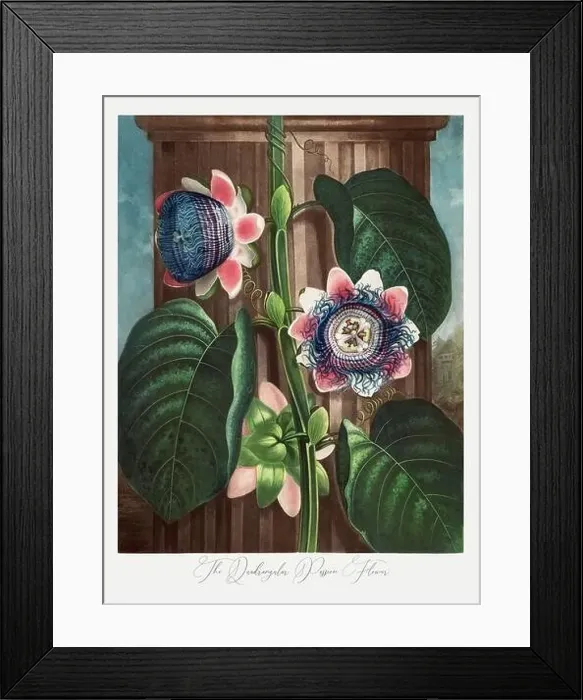 Framed Print : The Quadrangular Passion Flower Framed Print : The Quadrangular Passion Flower