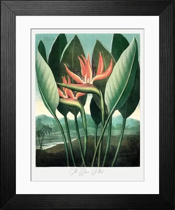 Framed Print : The Sacred Egyptian Bean. Antique Victorian Flower painting Framed Print : The Sacred Egyptian Bean. Antique Victorian Flower painting