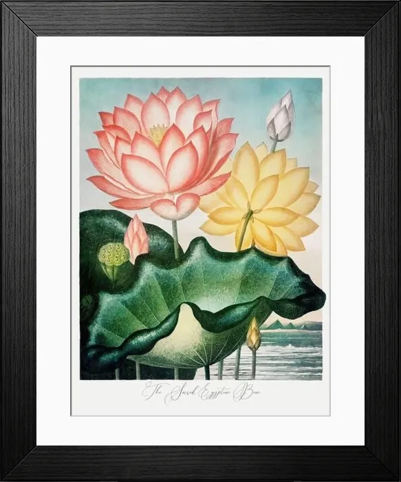 Framed Print : The Sacred Egyptian Bean. Antique Victorian Flower painting Framed Print : The Sacred Egyptian Bean. Antique Victorian Flower painting