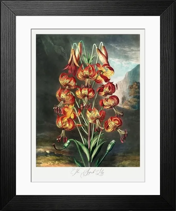 Framed Print : The Superb Lily. Antique Victorian Flower painting Framed Print : The Superb Lily. Antique Victorian Flower painting