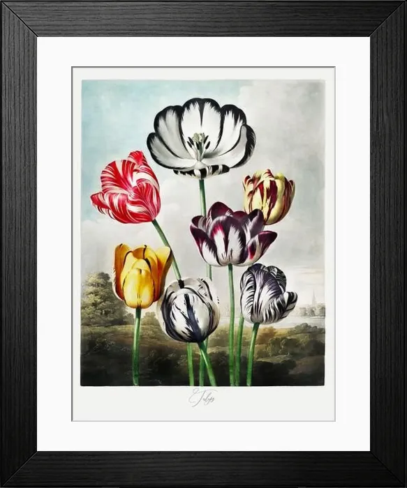Framed Print : Tulips. Antique Victorian Flower painting. Illustration from the book The Temple of Flora by Robert Thornton (1807) Framed Print : Tulips. Antique Victorian Flower painting. Illustration from the book The Temple of Flora by Robert Thornton (1807)