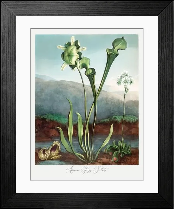 Framed Print : American Bog Plants. Antique Victorian Flower painting Framed Print : American Bog Plants. Antique Victorian Flower painting