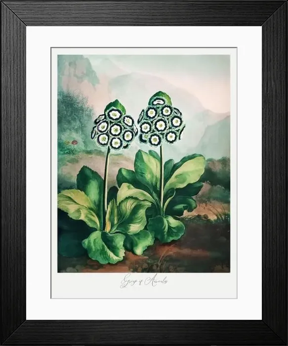 Framed Print : Group of Auriculas. Antique Victorian Flower painting Framed Print : Group of Auriculas. Antique Victorian Flower painting