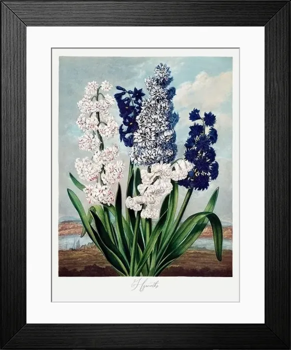 Framed Print : Hyacinths. Antique Victorian Flower painting Framed Print : Hyacinths. Antique Victorian Flower painting