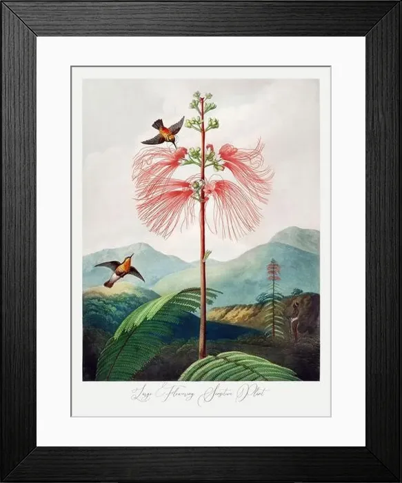 Framed Print : Large Flowering Sensitive Plant Framed Print : Large Flowering Sensitive Plant