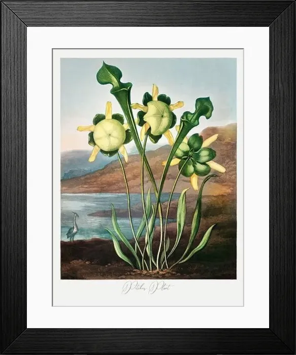 Framed Print : Pitcher Plant. Antique Victorian Flower painting Framed Print : Pitcher Plant. Antique Victorian Flower painting