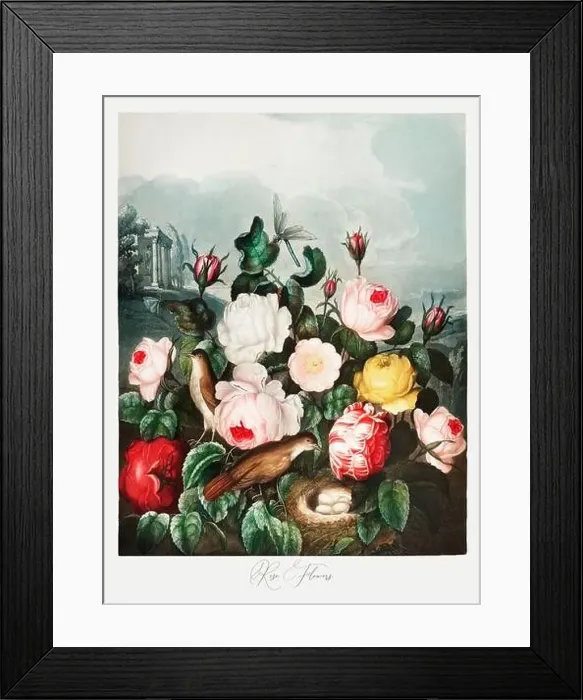 Framed Print : Rose Flowers. Antique Victorian Flower painting Framed Print : Rose Flowers. Antique Victorian Flower painting