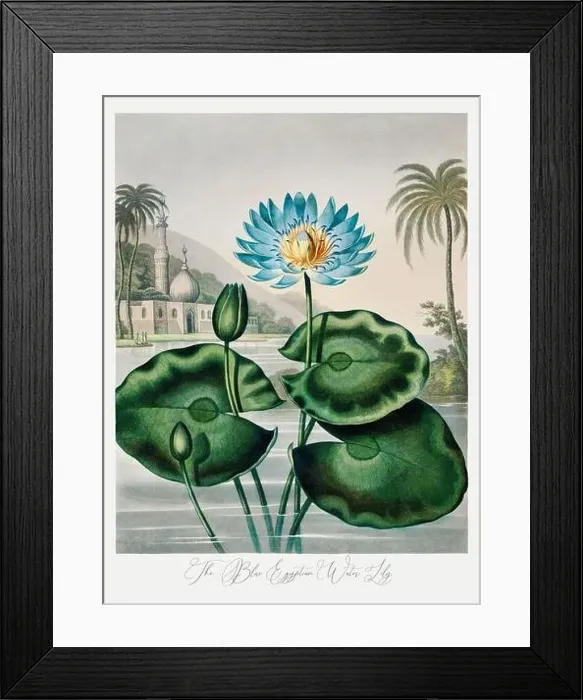 Framed Print : The Blue Egyptian Water Lily. Antique Victorian Flower painting Framed Print : The Blue Egyptian Water Lily. Antique Victorian Flower painting