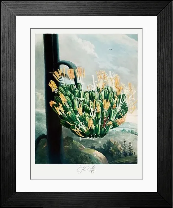Framed Print : The Aloe. Antique Victorian Flower painting. Illustration from the book The Temple of Flora by Robert Thornton (1807)