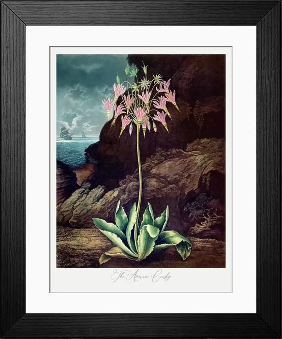 Framed Print : Antique Victorian Flower painting Framed Print : Antique Victorian Flower painting