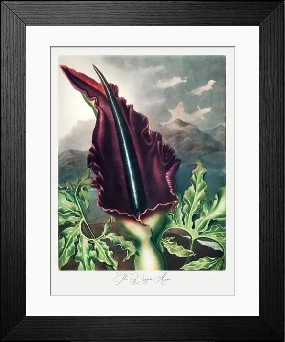Framed Print : The Dragon Arum. Antique Victorian Flower painting Framed Print : The Dragon Arum. Antique Victorian Flower painting