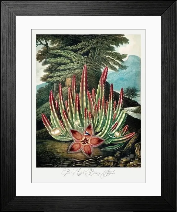 Framed Print : The Maggot Bearing Stapelia. Antique Victorian Flower painting Framed Print : The Maggot Bearing Stapelia. Antique Victorian Flower painting