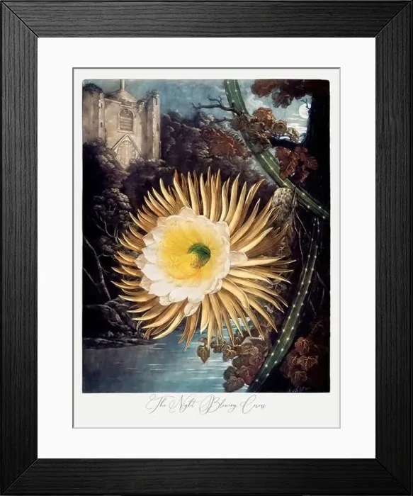 Framed Print : The Night Blowing Cereus. Antique Victorian Flower painting Framed Print : The Night Blowing Cereus. Antique Victorian Flower painting