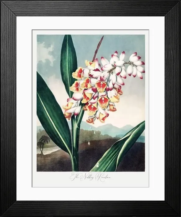 Framed Print : The Nodding Renealmia. Antique Victorian Flower painting Framed Print : The Nodding Renealmia. Antique Victorian Flower painting