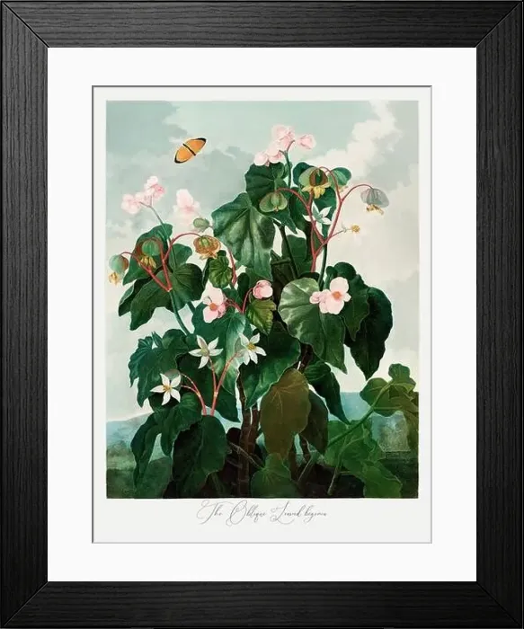 Framed Print : The Oblique Leaved begonia. Antique Victorian Flower painting Framed Print : The Oblique Leaved begonia. Antique Victorian Flower painting