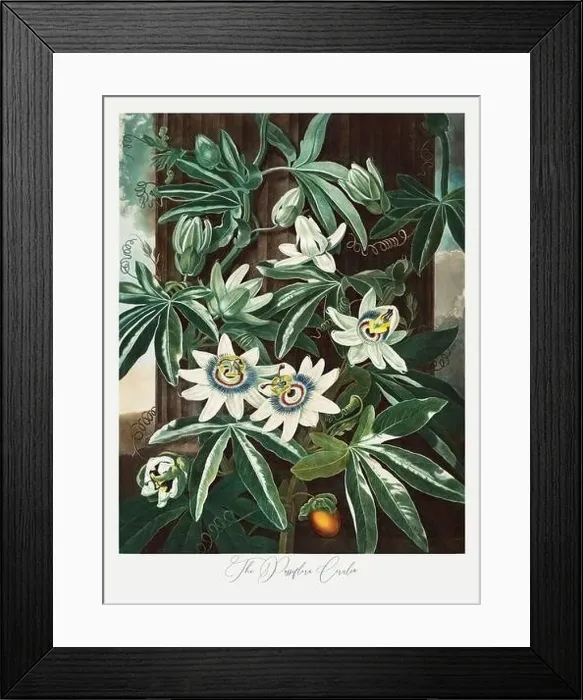 Framed Print : The Passiflora Cerulea. Antique Victorian Flower painting Framed Print : The Passiflora Cerulea. Antique Victorian Flower painting