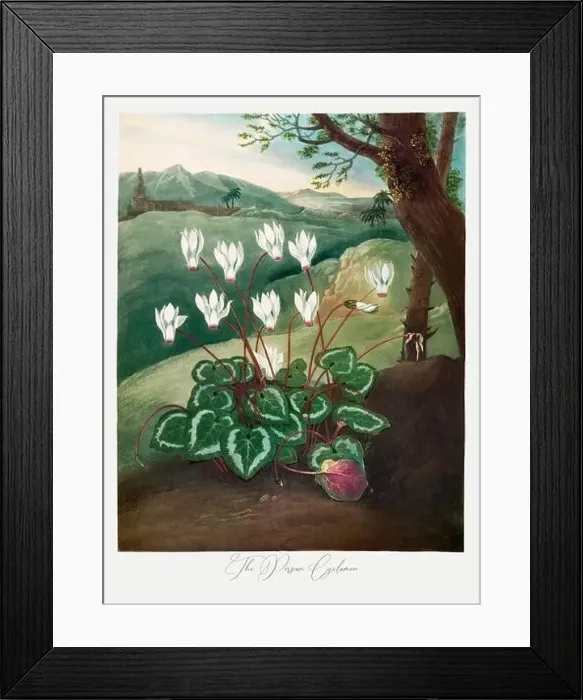 Framed Print : The Persian Cyclamen. Antique Victorian Flower painting Framed Print : The Persian Cyclamen. Antique Victorian Flower painting
