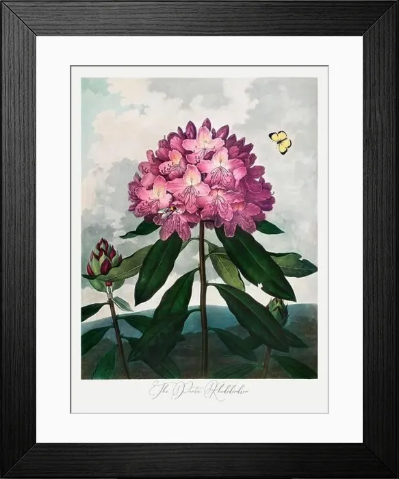 Framed Print : The Pontic Rhododendron. Antique Victorian Flower painting Framed Print : The Pontic Rhododendron. Antique Victorian Flower painting