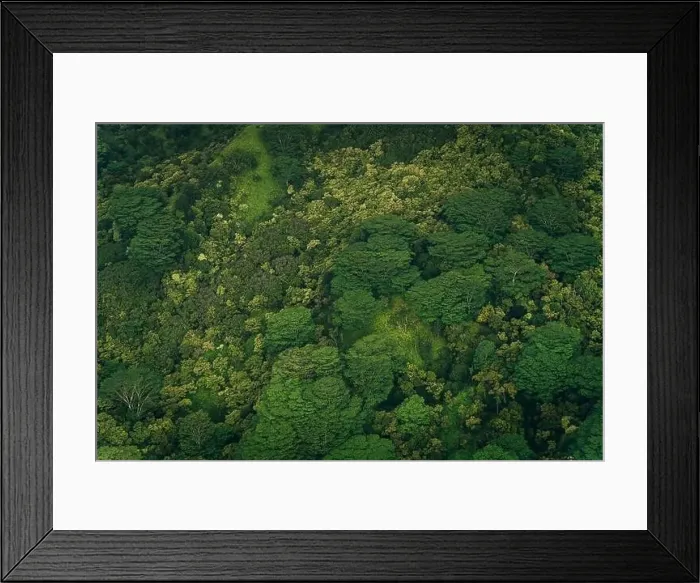 Framed Print : mixed forest in kauai, hawaii. High quality photo Framed Print : mixed forest in kauai, hawaii. High quality photo