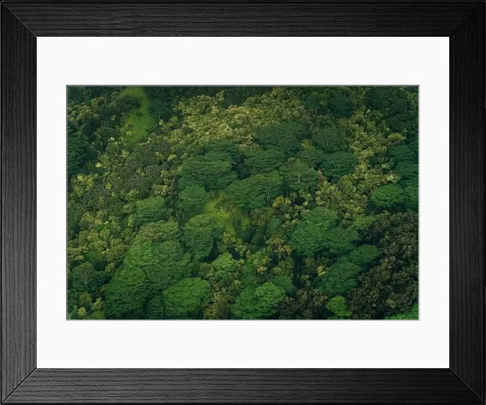 Framed Print : mixed forest in kauai, hawaii. High quality photo Framed Print : mixed forest in kauai, hawaii. High quality photo