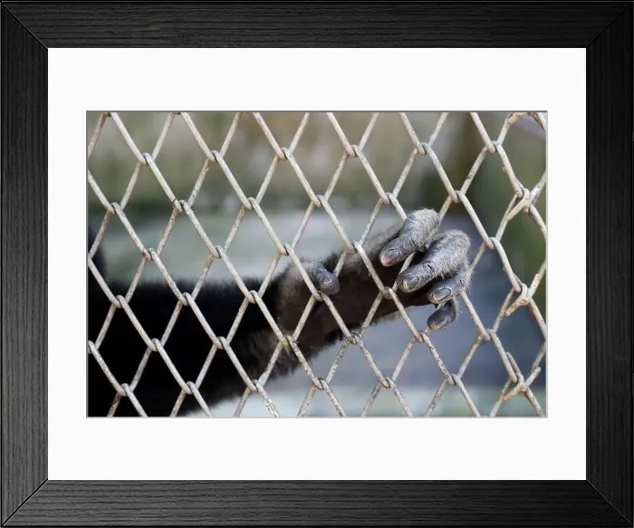 Framed Print : The gibbon's hand was holding the cage as it was locked Framed Print : The gibbon's hand was holding the cage as it was locked