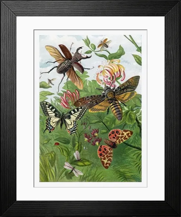 Framed Print : Summertime. Beetles, Moths and Butterflies. Seasonal illustration of The illustrated London Almanack (1845 to 1895) Framed Print : Summertime. Beetles, Moths and Butterflies. Seasonal illustration of The illustrated London Almanack (1845 to 1895)
