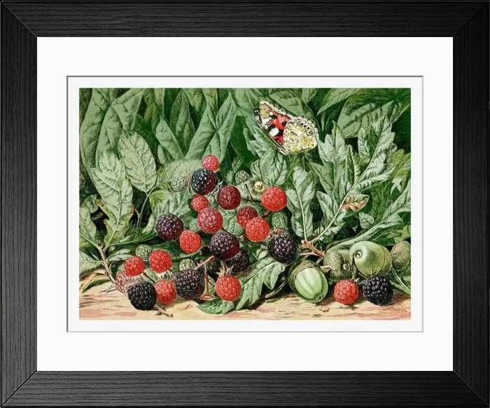 Framed Print : Summertime Blackberries and Acorns. Seasonal illustration of The illustrated London Almanack (1845 to 1895) Framed Print : Summertime Blackberries and Acorns. Seasonal illustration of The illustrated London Almanack (1845 to 1895)