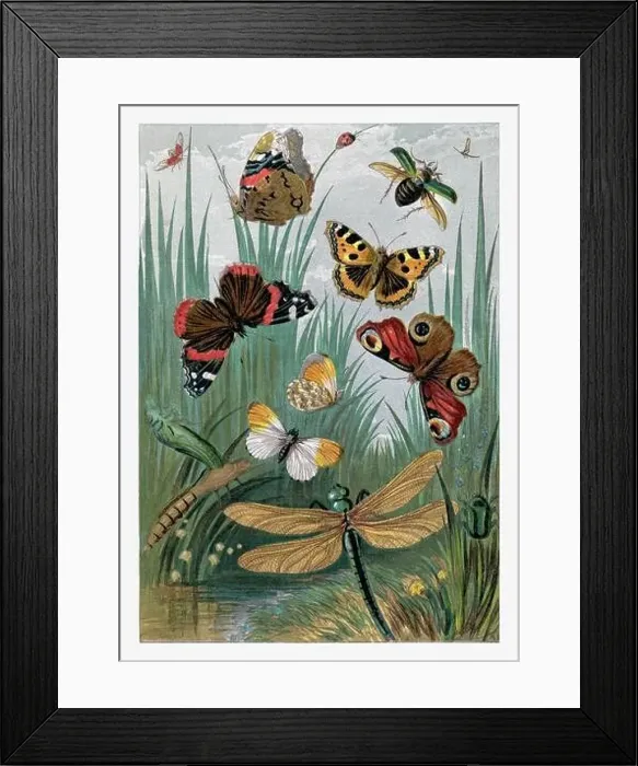 Framed Print : Springtime. Dragonflies, Butterflies and Beetles Framed Print : Springtime. Dragonflies, Butterflies and Beetles