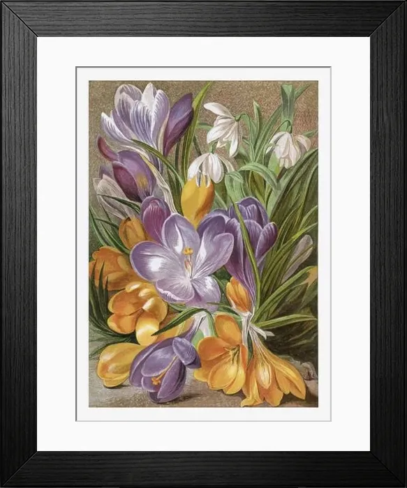 Framed Print : Winter Flowers. Seasonal illustration of The illustrated London Almanack (1845 to 1895) Framed Print : Winter Flowers. Seasonal illustration of The illustrated London Almanack (1845 to 1895)