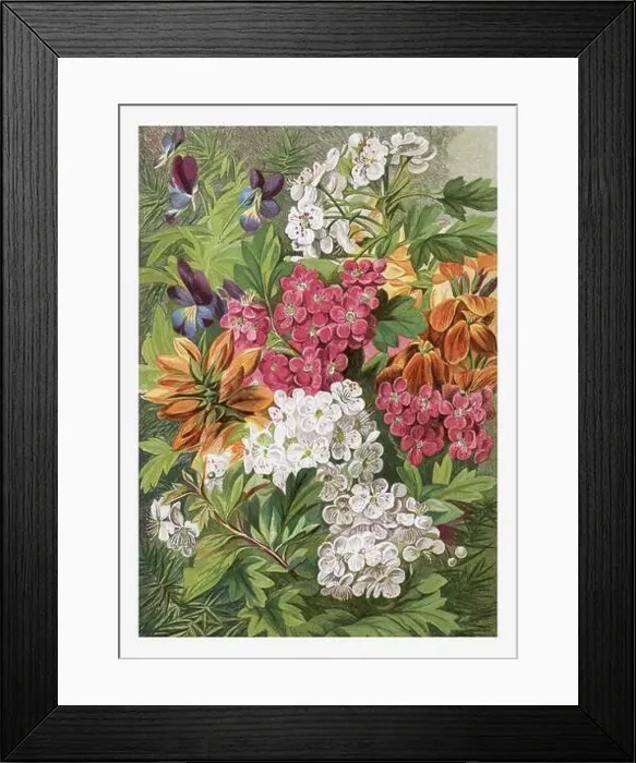 Framed Print : Spring Flowers Seasonal illustration of The illustrated London Almanack (1845 to 1895) Framed Print : Spring Flowers Seasonal illustration of The illustrated London Almanack (1845 to 1895)
