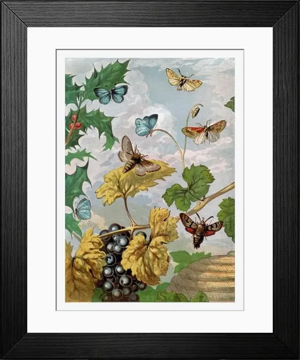 Framed Print : Autumntime. Moths and Butterflies. Seasonal illustration of The illustrated London Almanack (1845 to 1895) Framed Print : Autumntime. Moths and Butterflies. Seasonal illustration of The illustrated London Almanack (1845 to 1895)