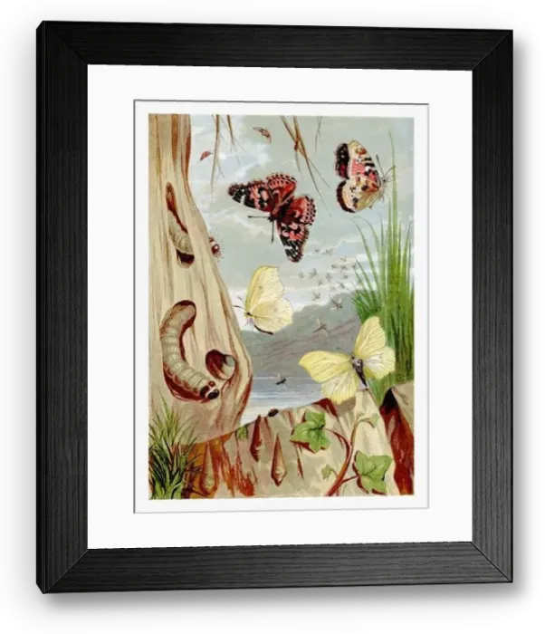 Framed Print : Wintertime. PaintedLady Butterfly and Sulphur Butterfly Framed Print : Wintertime. PaintedLady Butterfly and Sulphur Butterfly