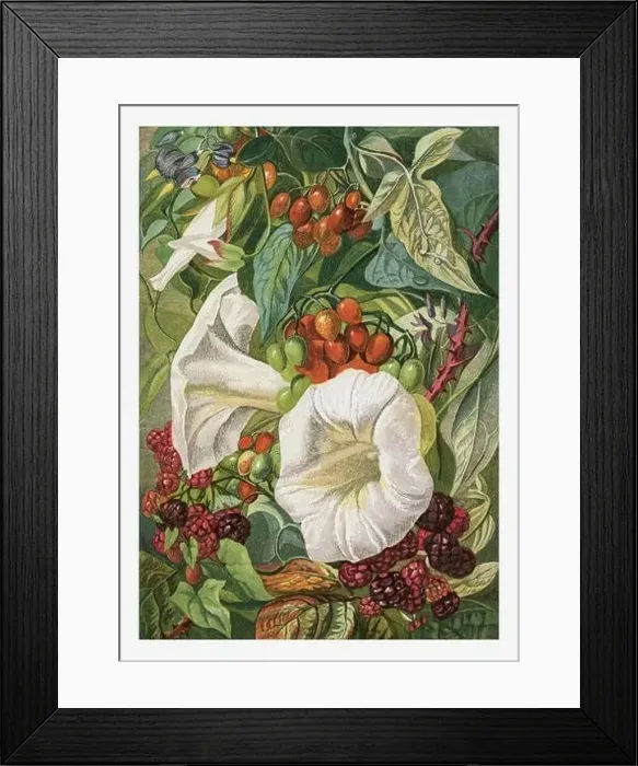 Framed Print : Summer Flowers. Seasonal illustration of The illustrated London Almanack (1845 to 1895) Framed Print : Summer Flowers. Seasonal illustration of The illustrated London Almanack (1845 to 1895)