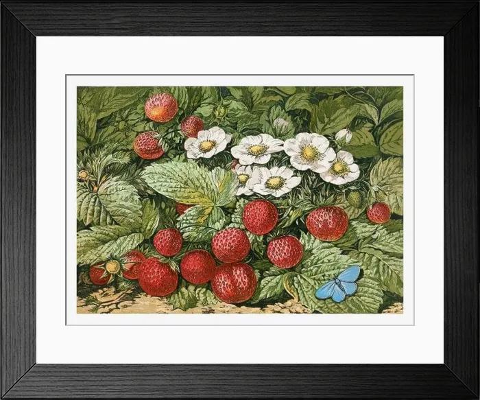 Framed Print : Springtime strawberries. Seasonal illustration of The illustrated London Almanack (1845 to 1895) Framed Print : Springtime strawberries. Seasonal illustration of The illustrated London Almanack (1845 to 1895)