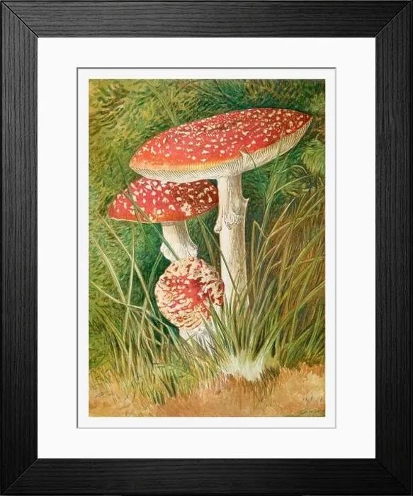 Framed Print : Mushrooms. Agaricus Muscaricus. Seasonal illustration of The illustrated London Almanack (1845 to 1895) Framed Print : Mushrooms. Agaricus Muscaricus. Seasonal illustration of The illustrated London Almanack (1845 to 1895)