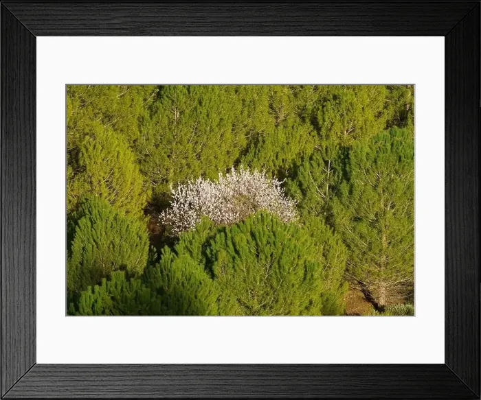 Framed Print : Almond tree with white blossoms among green-leaved pine trees Framed Print : Almond tree with white blossoms among green-leaved pine trees