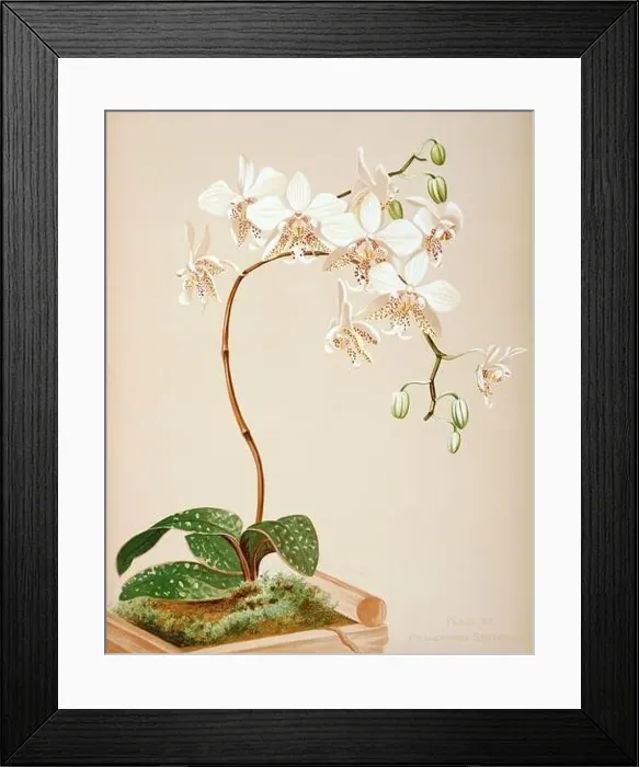 Framed Print : Antique Orchid illustration. ca1885. Phalenopsis Stuartiana Framed Print : Antique Orchid illustration. ca1885. Phalenopsis Stuartiana
