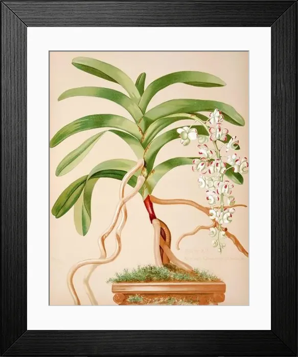 Framed Print : Antique Orchid illustration. ca1885. Aerides Quinquevulnerum