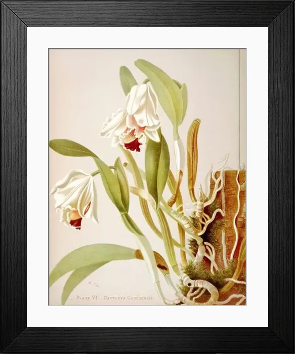Framed Print : Antique Orchid illustration. ca1885. Cattleya Chocoensis Framed Print : Antique Orchid illustration. ca1885. Cattleya Chocoensis