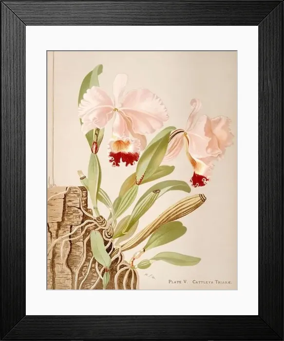 Framed Print : Antique Orchid illustration. ca1885. Cattleya Triane Framed Print : Antique Orchid illustration. ca1885. Cattleya Triane